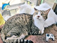 弟猫の灯くんと一緒に窓辺でくつろぐ元気くん（画像提供：MOTOさん）