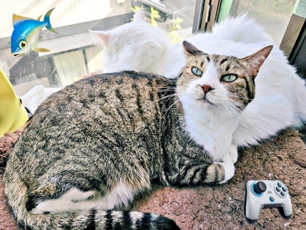 弟猫の灯くんと一緒に窓辺でくつろぐ元気くん（画像提供：MOTOさん）