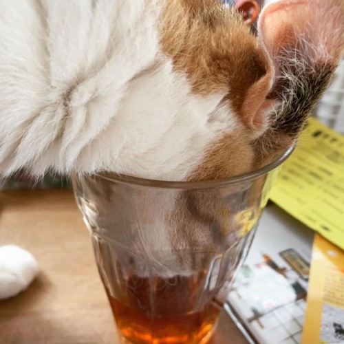 ママがちょっと目を離したすきに