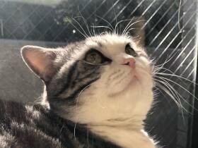 会話が出来るほどのおしゃべりさんに変身　朝日をあびるマンチカン「もずく」