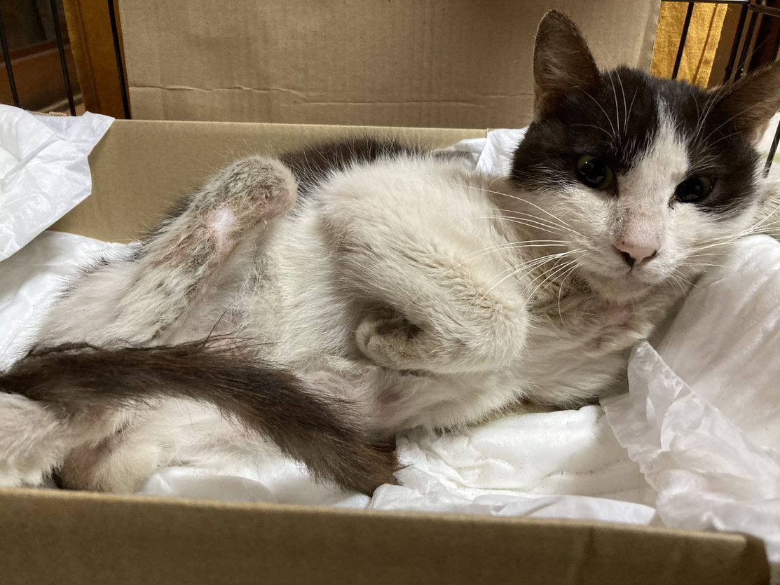 おうちに迎えた当初