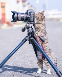 カメラに興味津々！（提供：Ryostory1124 銀座富士ギャラリー写真展 7/24までさん）