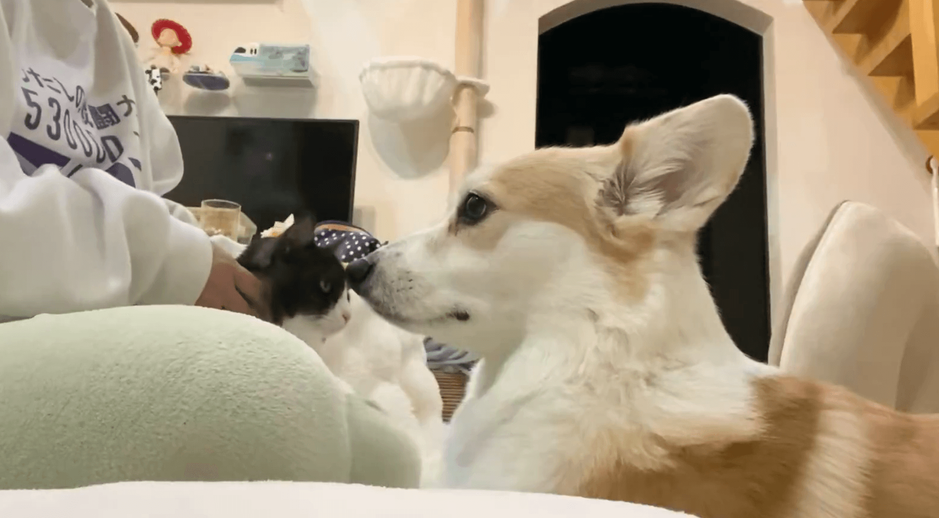 もっと撫でて欲しい…不満そうな顔のあんずちゃん