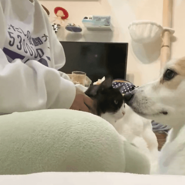 もっと撫でて欲しい…不満そうな顔のあんずちゃん