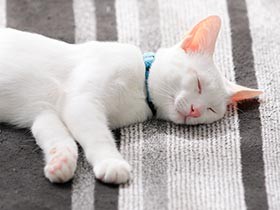 子猫育休がほしい…　初めて迎えた保護猫２匹に一家メロメロ