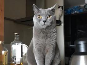 クルル～クルクル～（ママ助けてぇ）　シャルトリュー「ブン太」