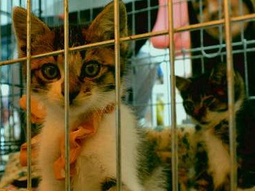 震災で行き場失うなど猫８０匹を保護　仙台で譲渡会