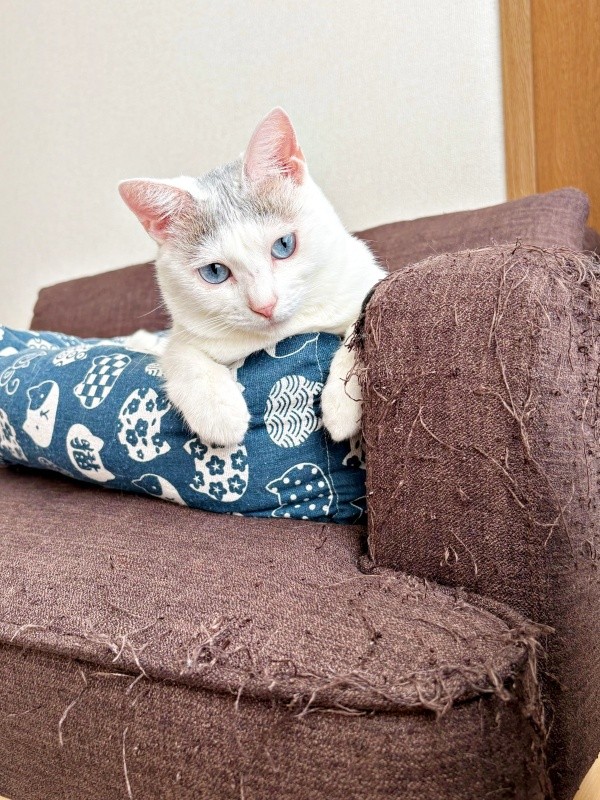お気に入りのベッドでくつろぐおかかちゃん。ソファの手前がボロボロ…（画像提供：こずえさん）