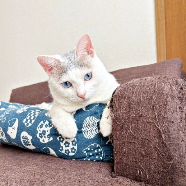お気に入りのベッドでくつろぐおかかちゃん。ソファの手前がボロボロ…（画像提供：こずえさん）