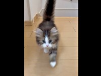 飼い主さんのほうへ歩いてきたダリくん（画像提供：村人Cさん）