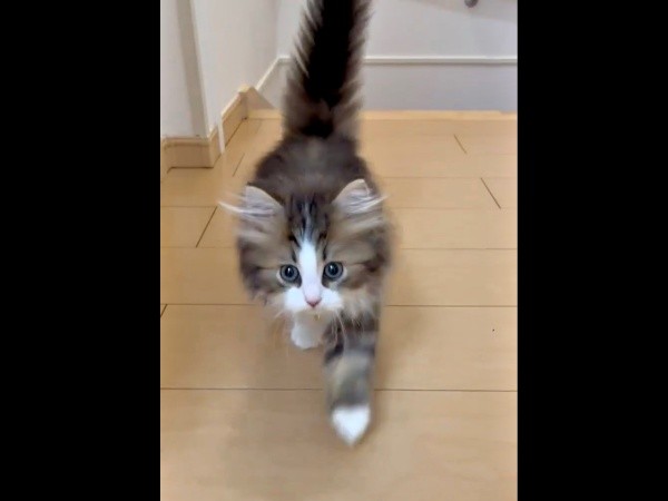 飼い主さんのほうへ歩いてきたダリくん（画像提供：村人Cさん）