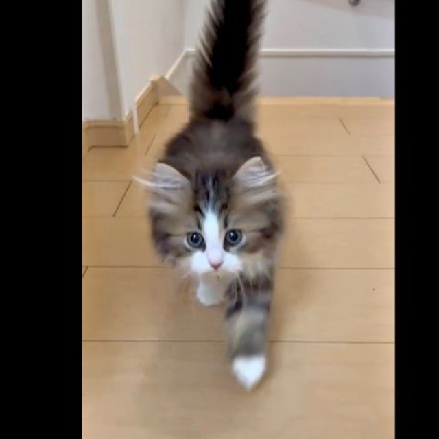 飼い主さんのほうへ歩いてきたダリくん（画像提供：村人Cさん）