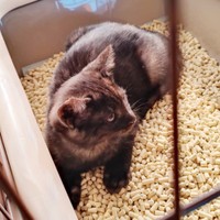 生後3カ月のころ、トイレに引きこもる虎くん（画像提供：寿々さん）