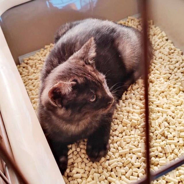 生後3カ月のころ、トイレに引きこもる虎くん（画像提供：寿々さん）