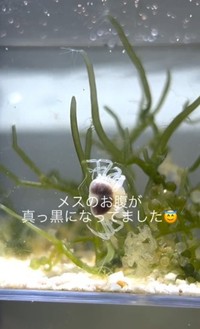 抱卵したメスのピンノ。腹部が黒く見えます／るう 非日常のアクアリウムさん（@aquariumruu）提供