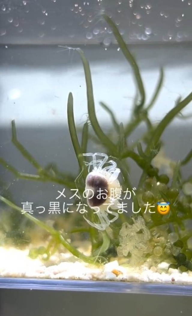 抱卵したメスのピンノ。腹部が黒く見えます／るう 非日常のアクアリウムさん（@aquariumruu）提供