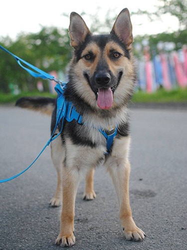 ポニョ発見以後、「困っている子猫はいないか」と散歩中に探す様子のジオだという（恵理さん提供）