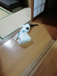 息子の買ってきてくれたプレゼントの袋で遊ぶヌンヌンちゃん（提供写真）