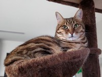 高いところって見晴らしいいにゃ〜＝渡邉さん提供