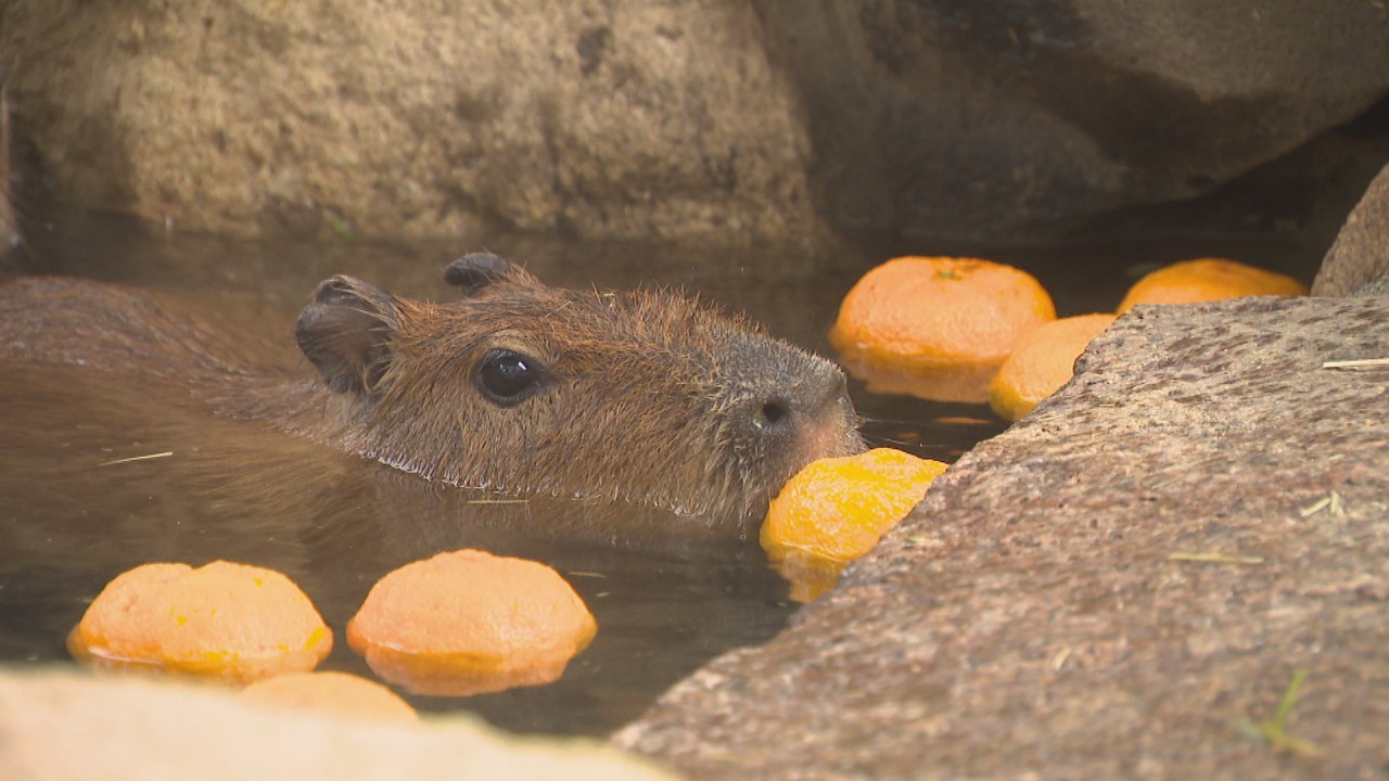 12月22日は冬至 カピバラにゆず湯をプレゼント 顔まで浸かって一年を