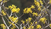 リボン状の花びらが魅力「アテツマンサク」が見頃　冬枯れの山肌を黄色に染める　岡山・新見市