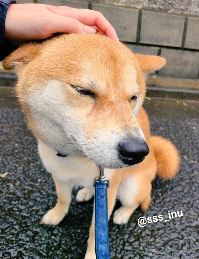 もう帰る！＝犬さん（@sss_inu）提供