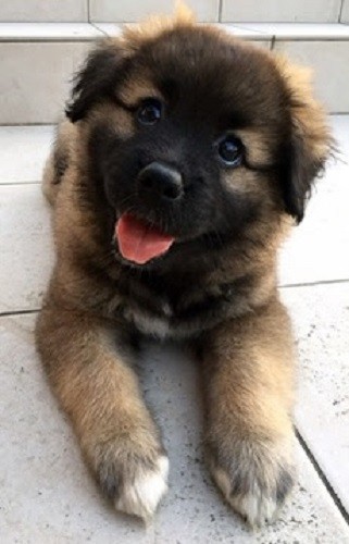 動物指導センターから一緒に引き出された、ななの子犬のうちの１匹。今は他の家に引き取られている（@simyaomari提供）