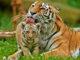 2022年の干支「トラ」を知ろう　野生のトラが直面する危機と、私たちが出来ること