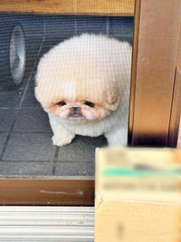 「気づかなかった」 呆然と立ち尽くす勝造くん（画像提供：さくちゃん）
