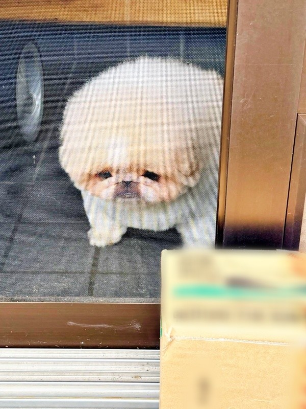 「気づかなかった」 呆然と立ち尽くす勝造くん（画像提供：さくちゃん）