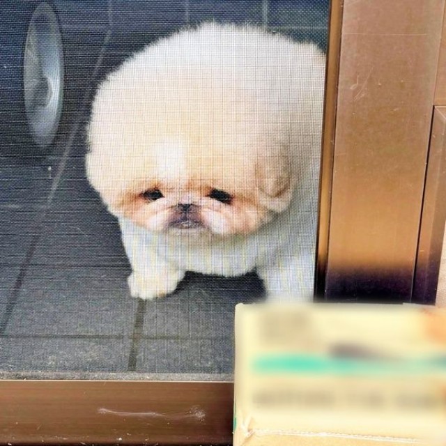 「気づかなかった」 呆然と立ち尽くす勝造くん（画像提供：さくちゃん）