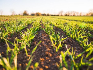 １か月の農業ボランティア。洗剤や電気を使わない生活が私を変えた