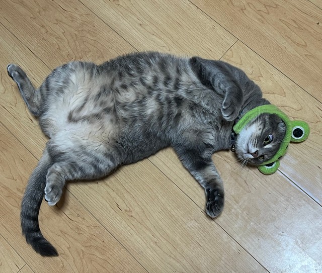 カエルが落ちてた