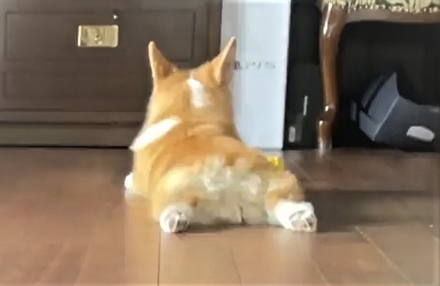 第3段階「開く（パー）」（「コーギーれいさら@成長日記」さん提供、Twitterよりキャプチャ撮影）