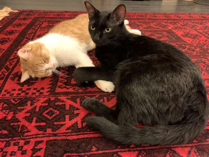 ごろりんに寄り添う優しいゴメズ