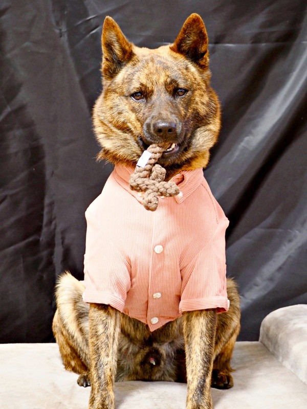 4歳を迎えた甲斐犬・ろくくん（画像提供：ROKUさん）