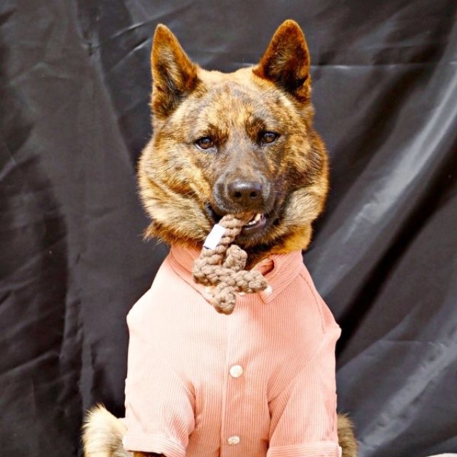4歳を迎えた甲斐犬・ろくくん（画像提供：ROKUさん）