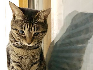 カラスのおやつになるところを助けられた保護猫の桜ちゃん