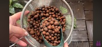 半水耕栽培で使用するハイドロボール／「くまパン園芸 KOBI's Houseplants Life」（@kumapan）提供