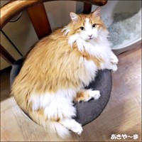 ごはんのあと、椅子の上でゆっくり過ごすかなたくん（画像提供：あきや～まさん）