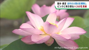 宮城・長沼のハスが見頃　前年の大雨被害から復活