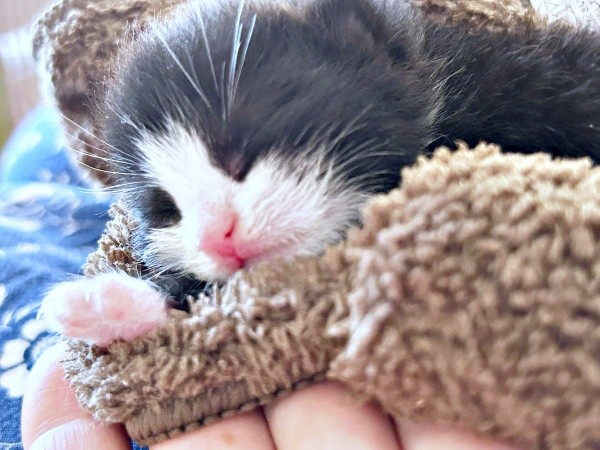 保護当日、すやすやと眠るめいちゃん（画像提供：奈神さん）