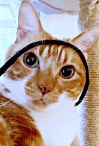 12歳を迎えたゴンちゃん（画像提供：こげめちゃん）