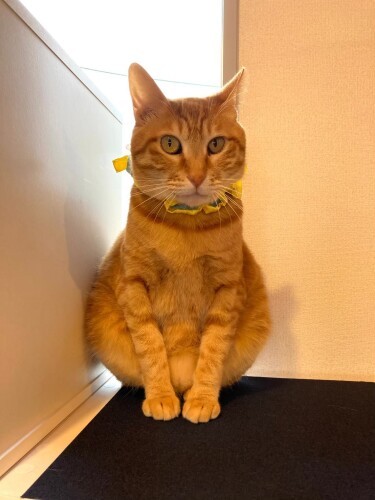 甘えん坊の食いしん坊、3歳のくるみちゃん（保護猫カフェさくら提供）