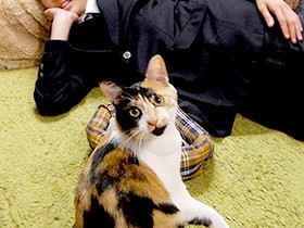 誕生日プレゼントに三毛猫を選んだ　一緒に成長する中学生