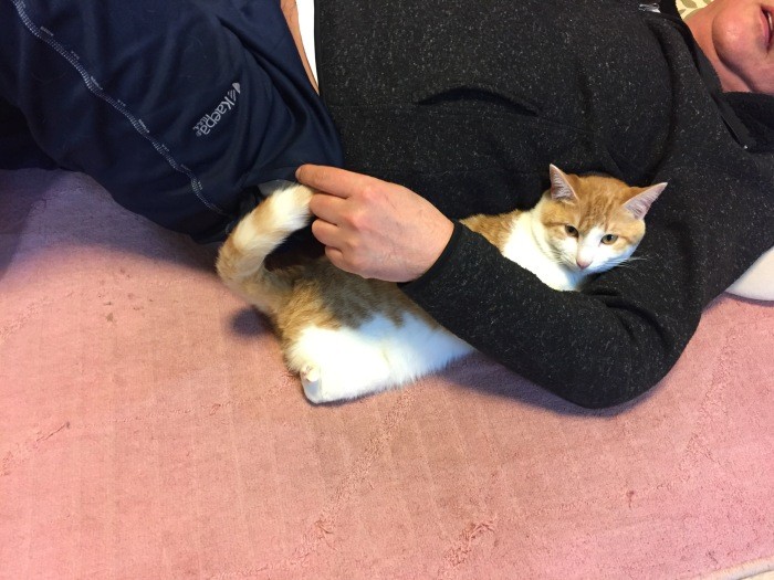 人間のぬくもりが好きなコチビ。家族には「触れる猫」と呼ばれる（規子さん提供）