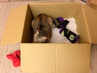 筆者のパートナーの靴下と一緒に箱で寝るリリちゃん（撮影：Coco）
