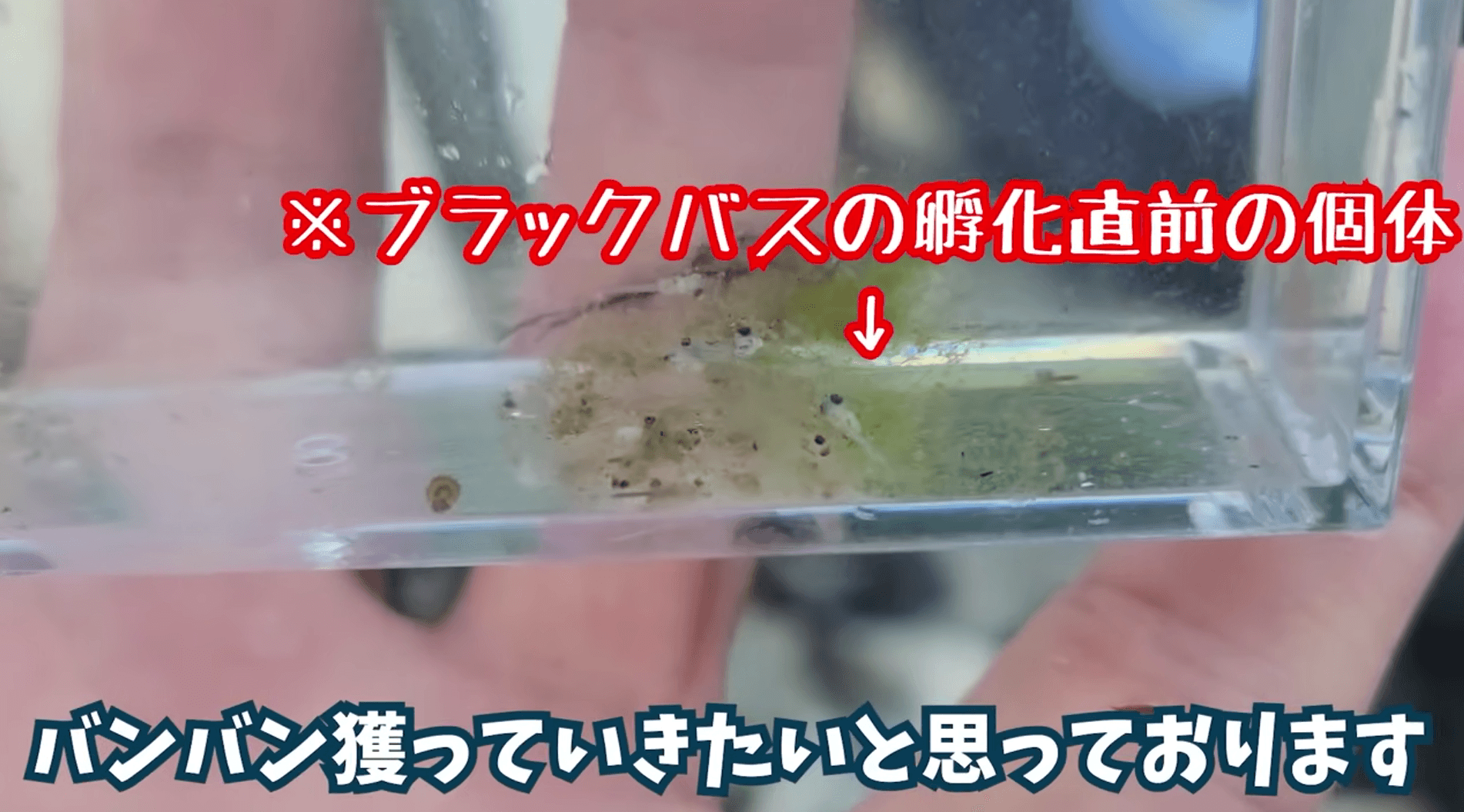 孵化直前のブラックバスの卵