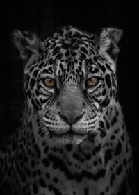 目を逸らすことができないほどの迫力を持つジャガーの正面写真（提供：しゃくろー📷さん）