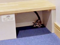 船内にモモンガ！？ 棚下に身を隠す様子（画像提供：ちゃちゃまると下僕さん）